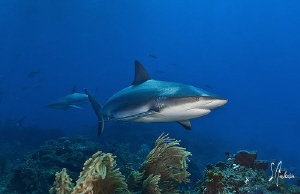 This image of a Reef Shark cruising the reef was taken in... by Steven Anderson 